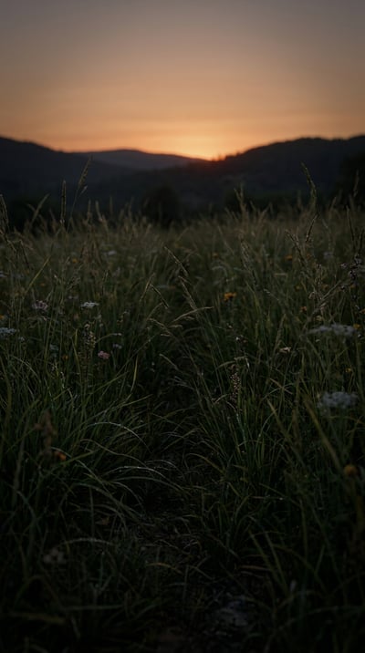 Fireflies: Nature's Light Show